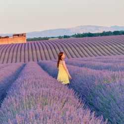 Provence Lavender Field