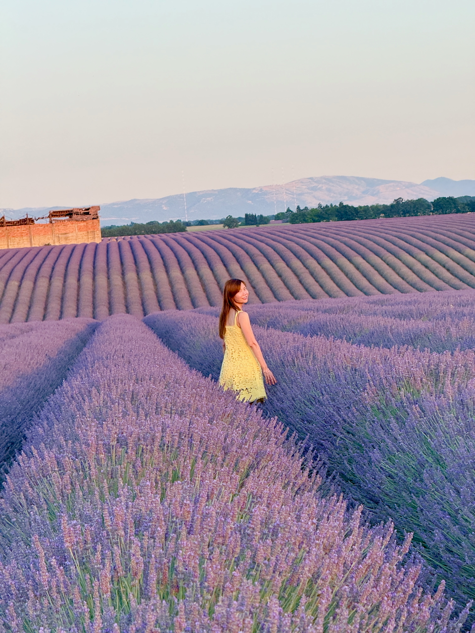 Provence Lavender Field